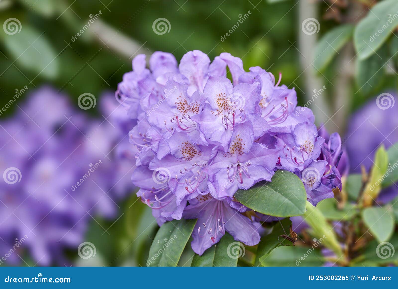Rhododendron Garden Flowers in May Stock Image Image of outdoors
