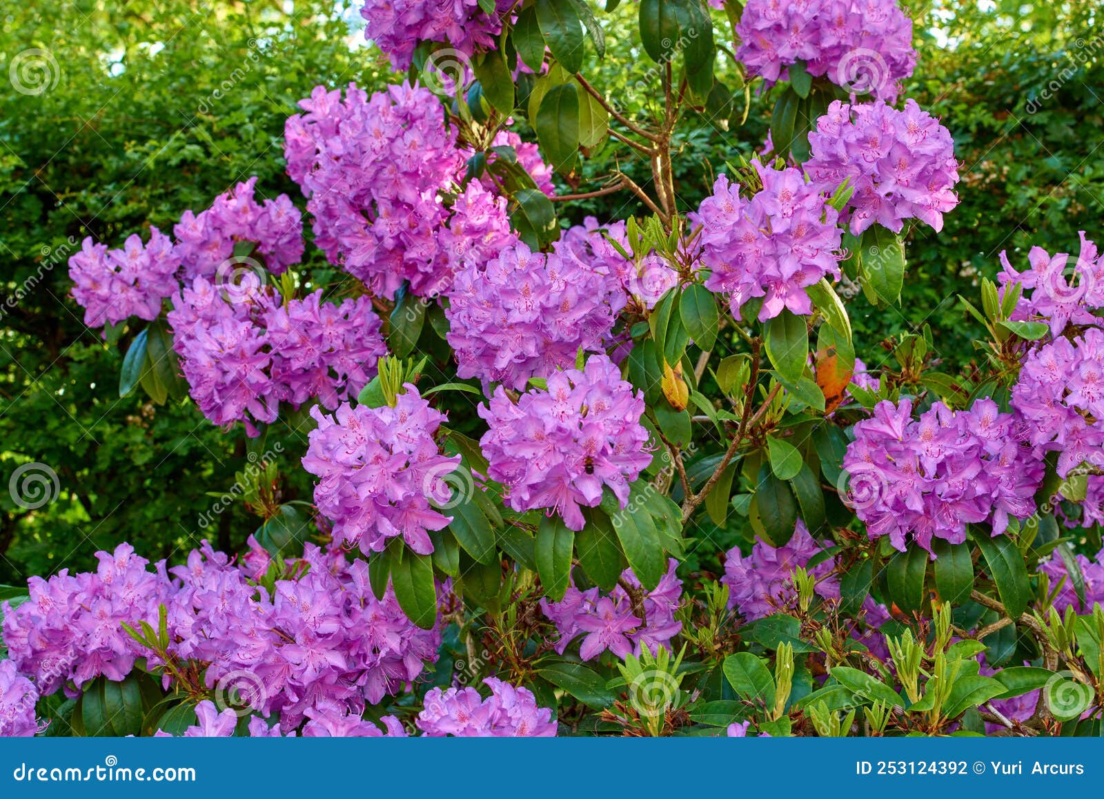 Rhododendron Garden Flowers in May Stock Photo Image of sitting