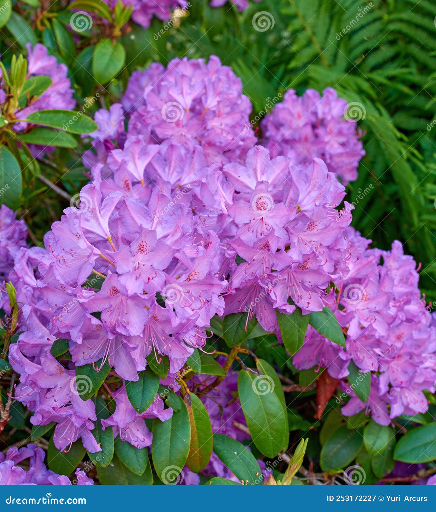 Rhododendron Garden Flowers in May Stock Image Image of morning
