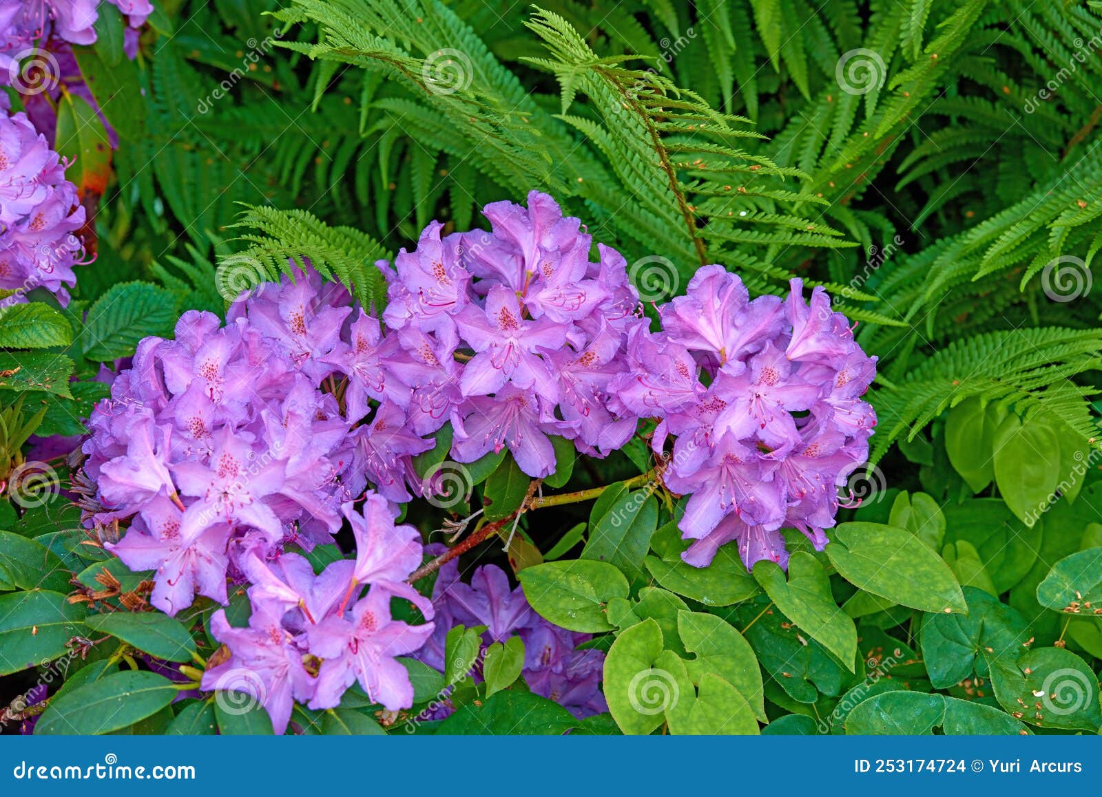Rhododendron Garden Flowers in May Stock Photo Image of beauty