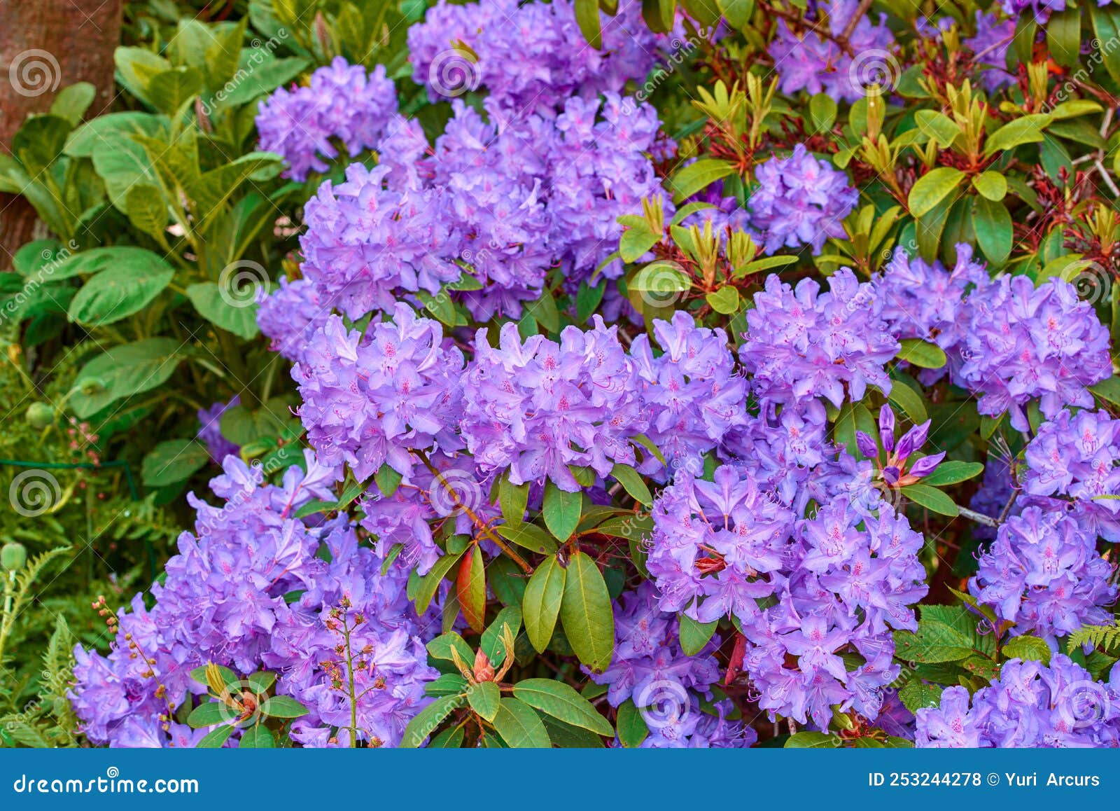 Rhododendron Garden Flowers in May Stock Photo Image of white