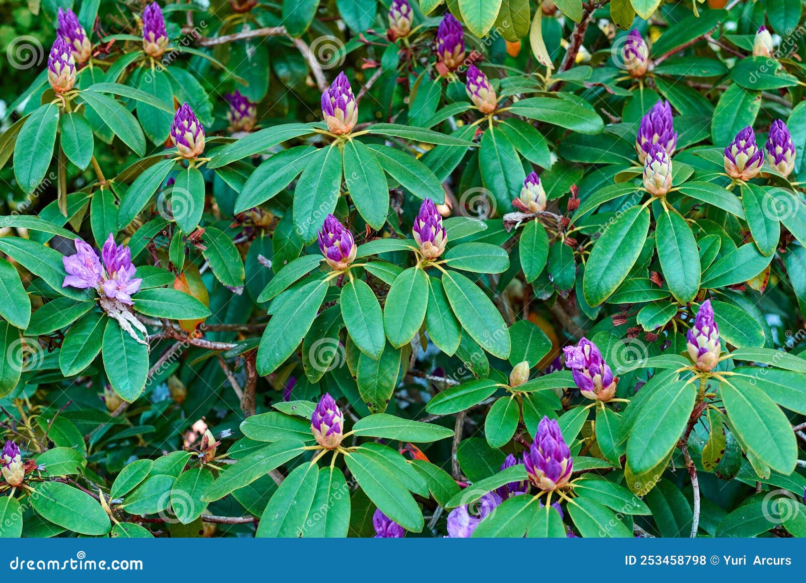 Rhododendron Garden Flowers in May Stock Photo Image of cute