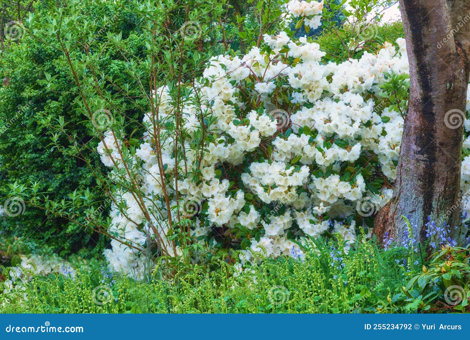 Rhododendron Garden Flowers in May Stock Photo Image of nature