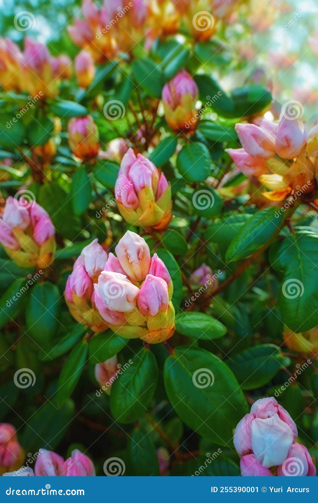 Rhododendron Garden Flowers in May Stock Image Image of flower