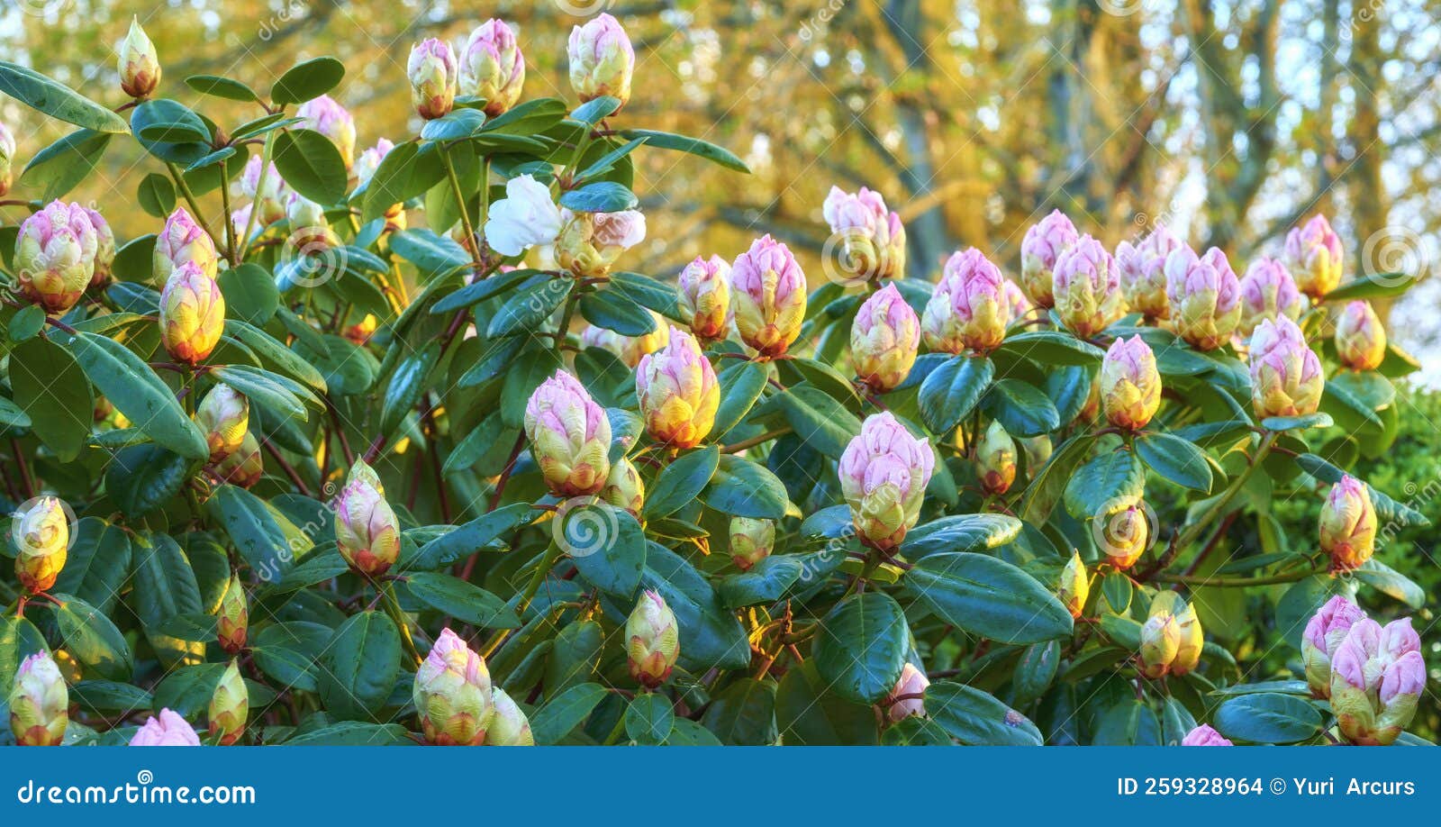 Rhododendron Garden Flowers in May Stock Photo Image of alone