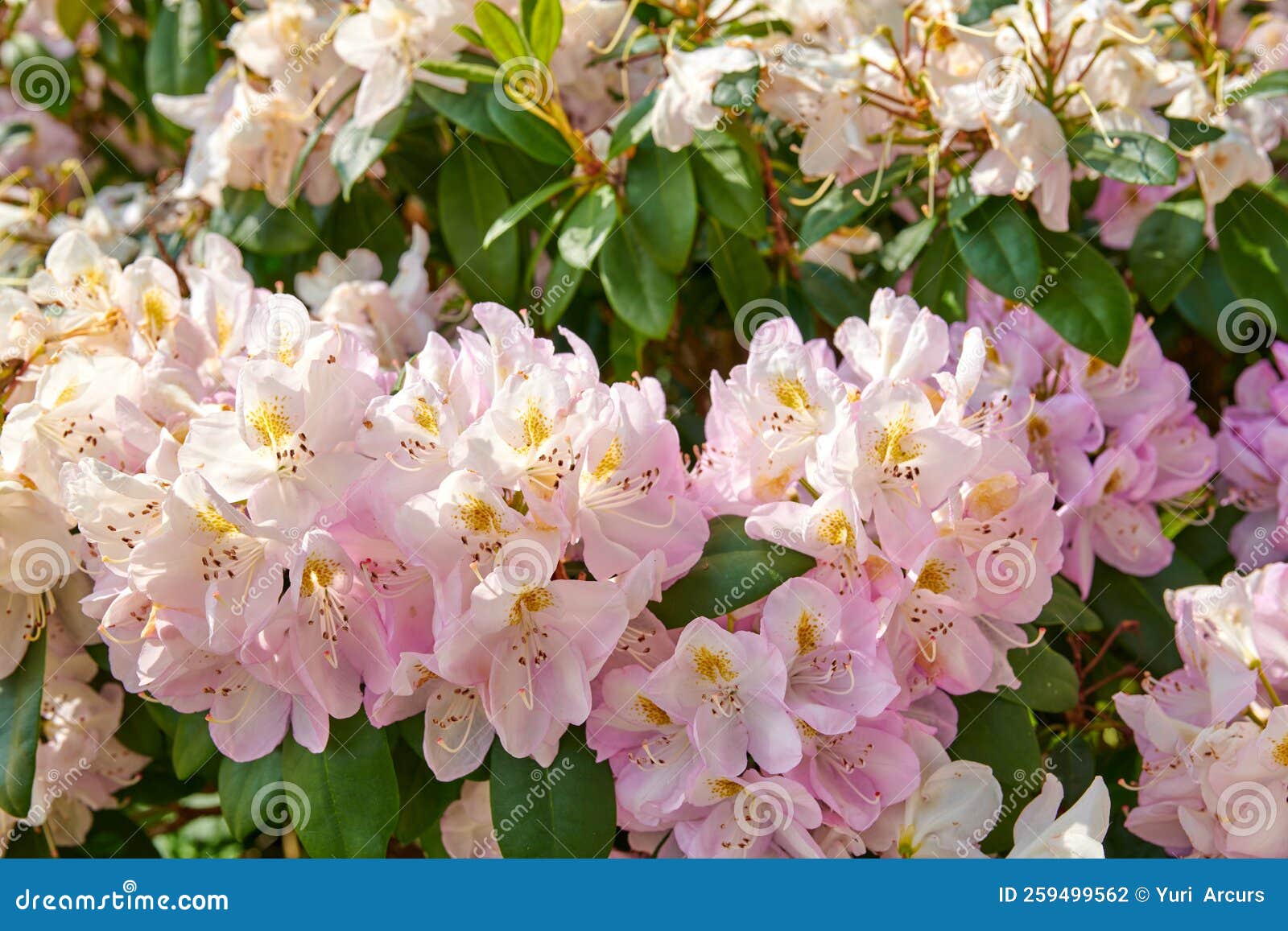 Rhododendron Garden Flowers in May Stock Photo Image of summer