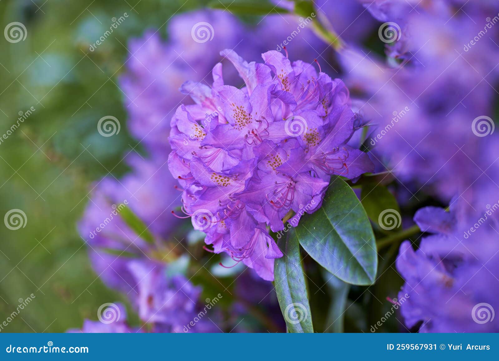 Rhododendron Garden Flowers in May Stock Image Image of white