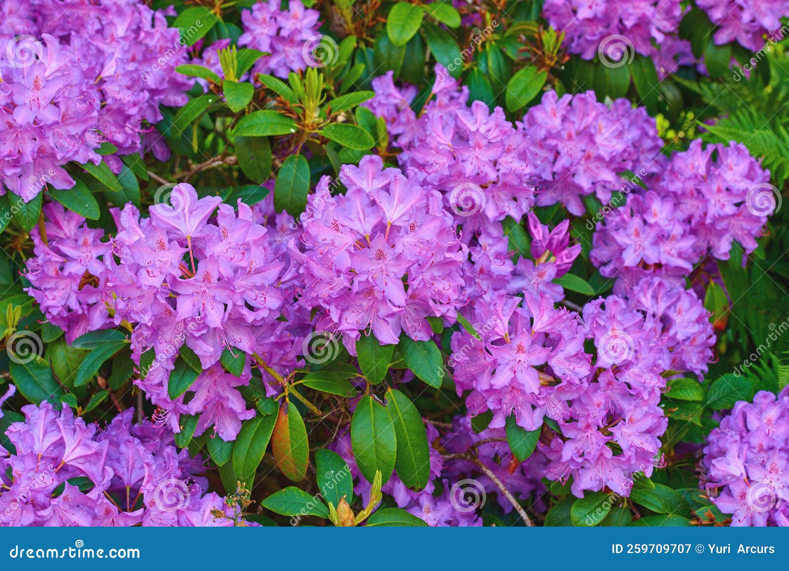 Rhododendron Garden Flowers in May Stock Image Image of outdoors, sitting 259709707