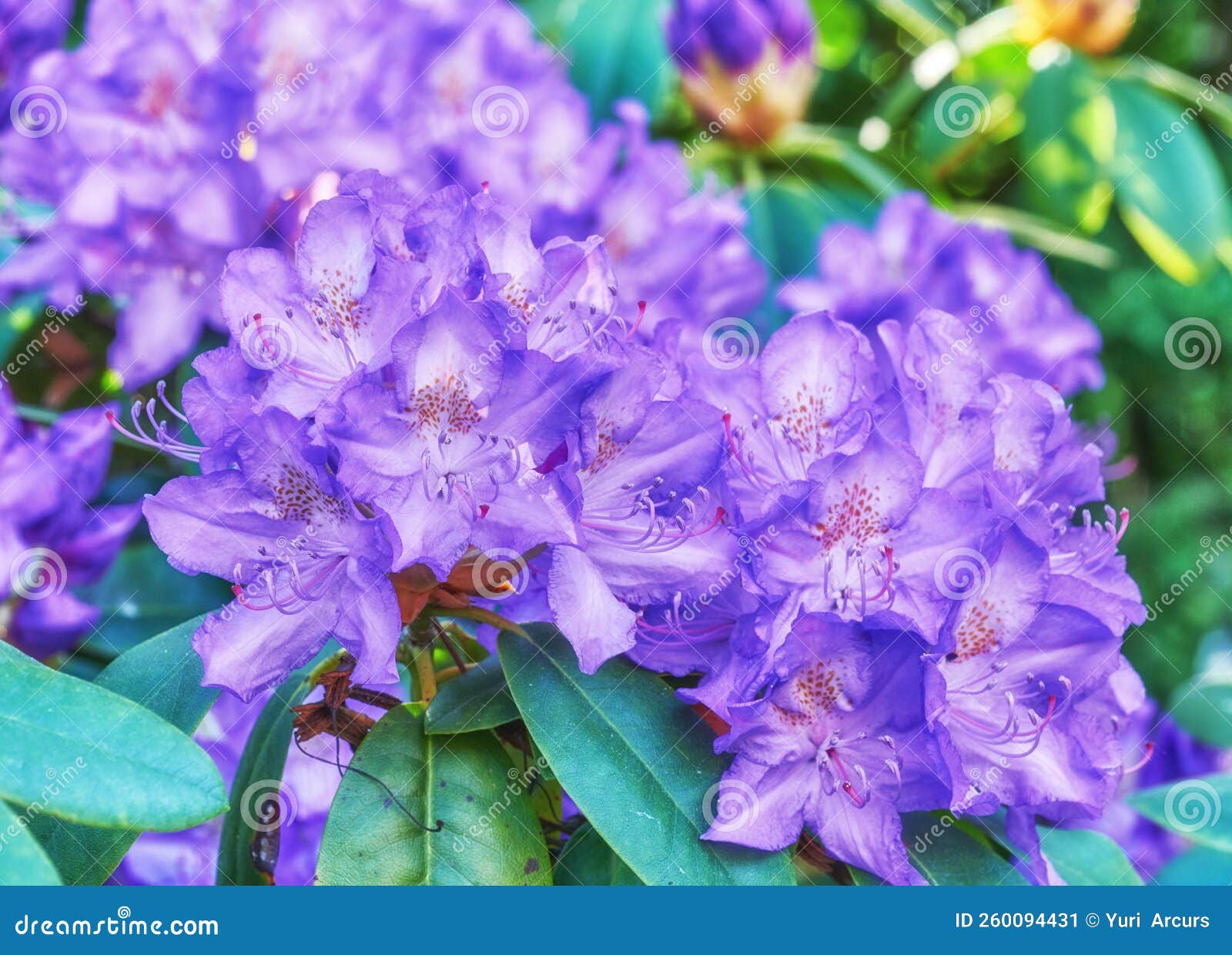 Rhododendron Garden Flowers in May Stock Image Image of summer, portrait 260094431