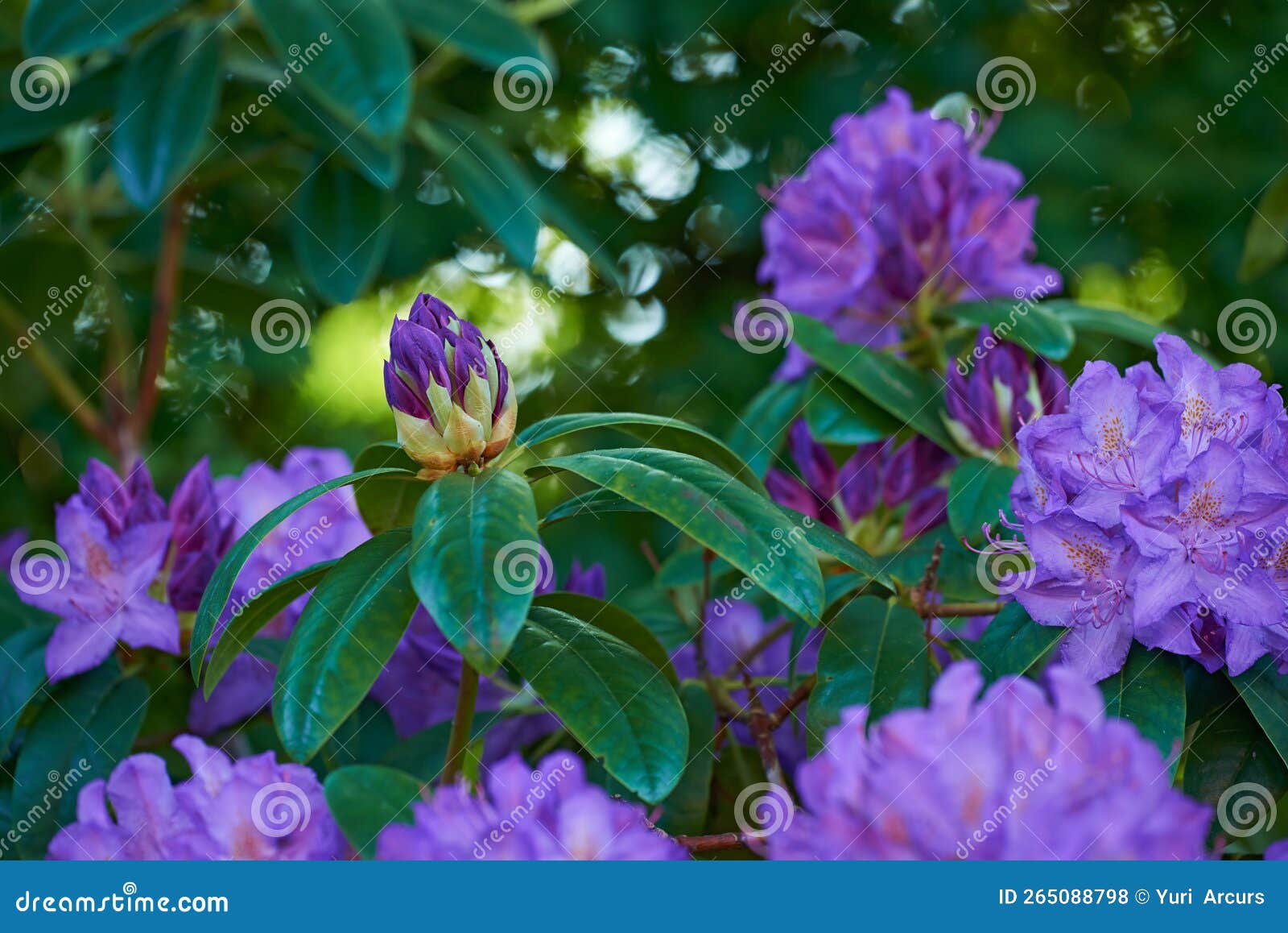 Rhododendron Garden Flowers in May Stock Photo Image of food, plant