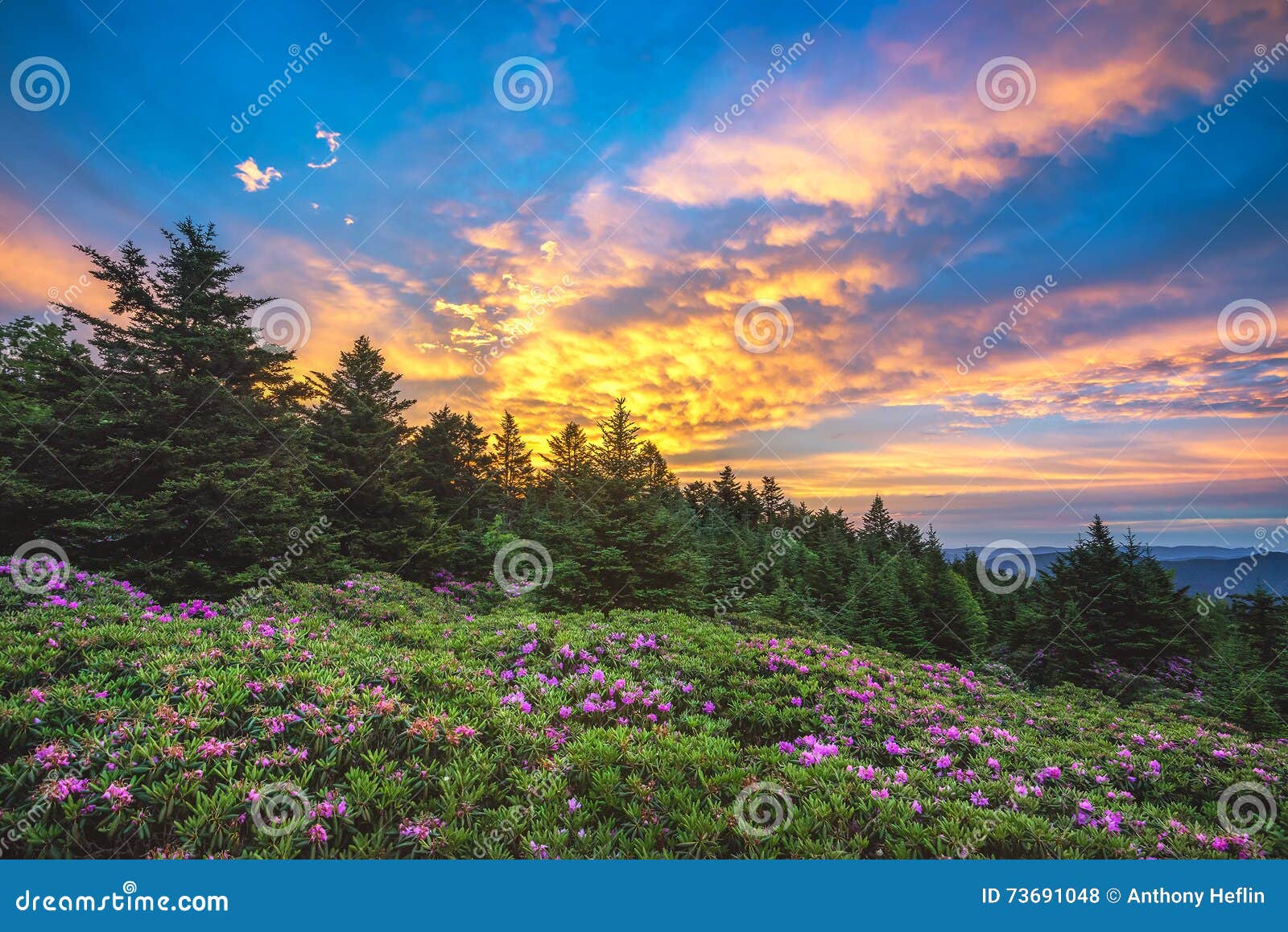 rhododendron gardens, roan mountain, tennessee