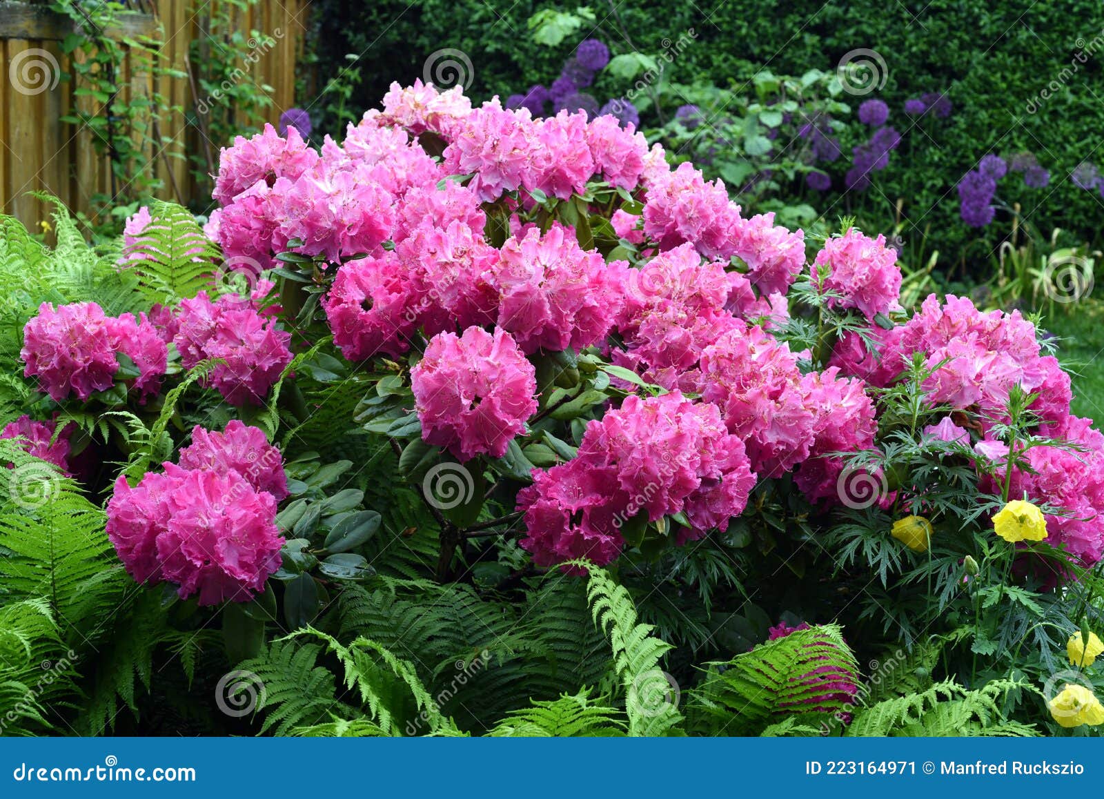rhododendron germania