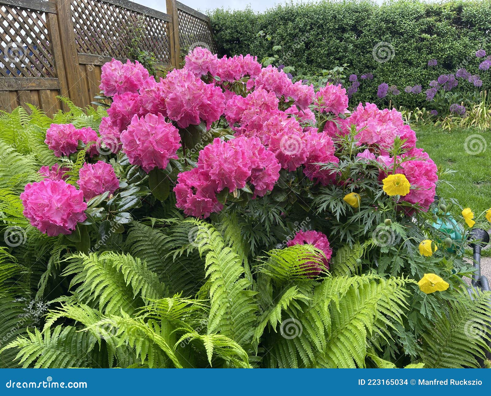 rhododendron germania