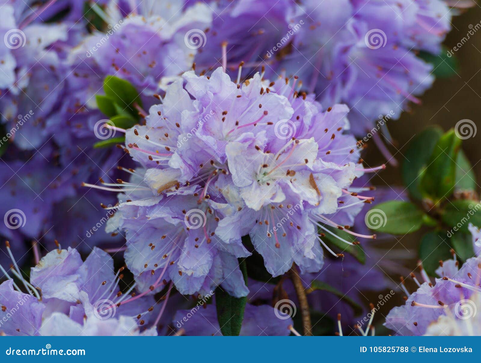 Rhododendron Impeditum Azurika Stock Photo Image Of Dense