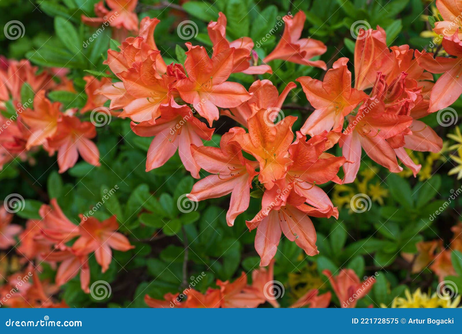 Rhododendron Juanita Deciduous Azalea Imagen de archivo - Imagen de floral,  hermoso: 221728575