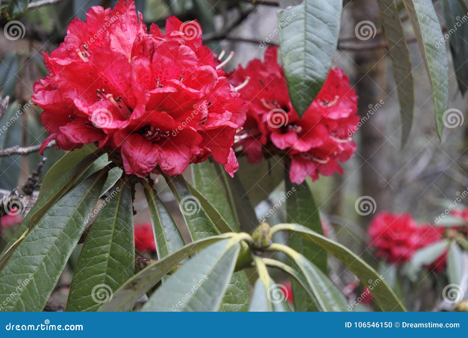 Rhododendron Flower in Himalaya Mountains Stock Photo - Image of beauliful,  lake: 106546150