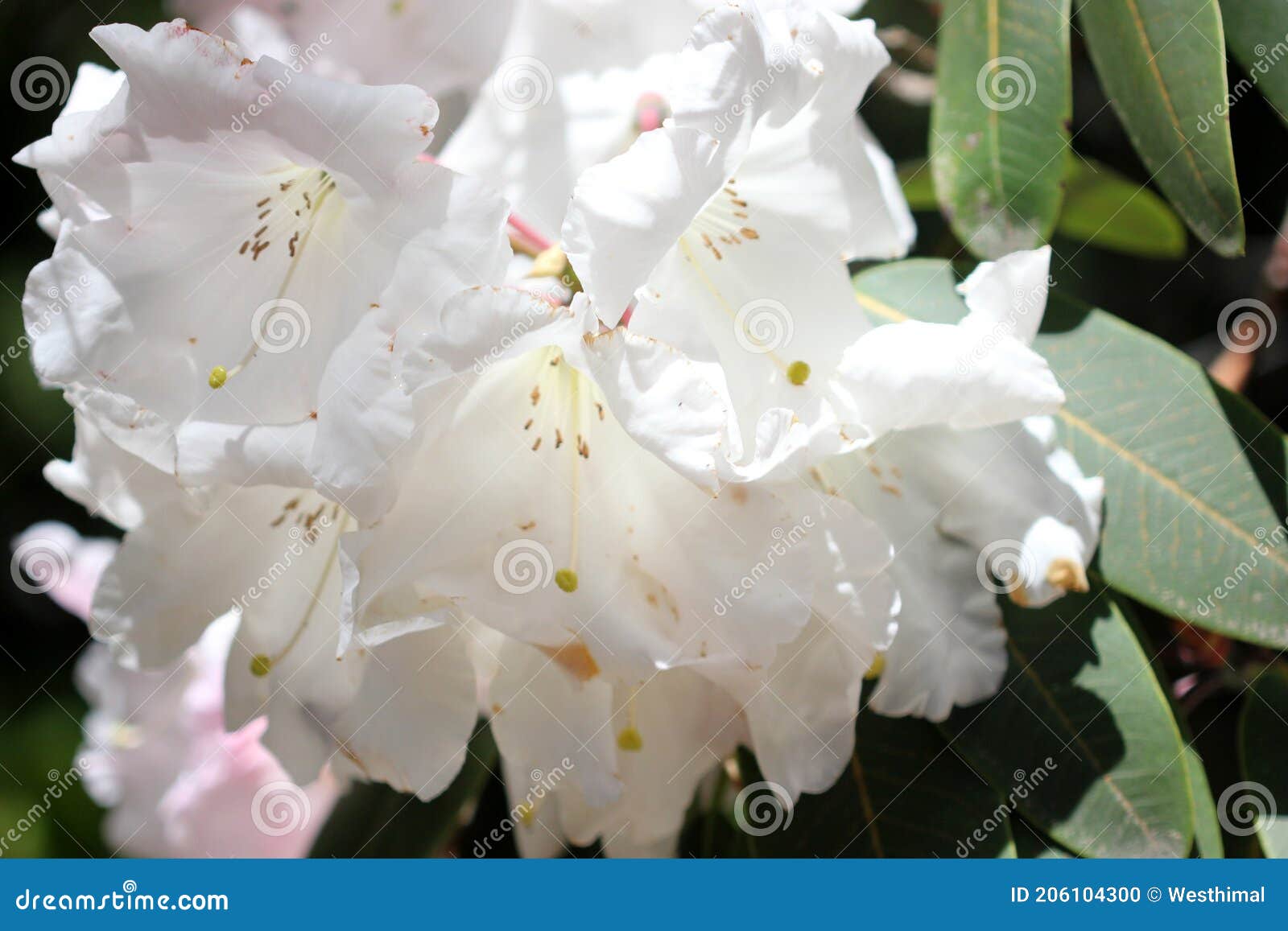 Rhododendron Loderi Rey George Flores Blancas Perfumadas Enrojecidas Rosa  Foto de archivo - Imagen de amplio, flor: 206104300