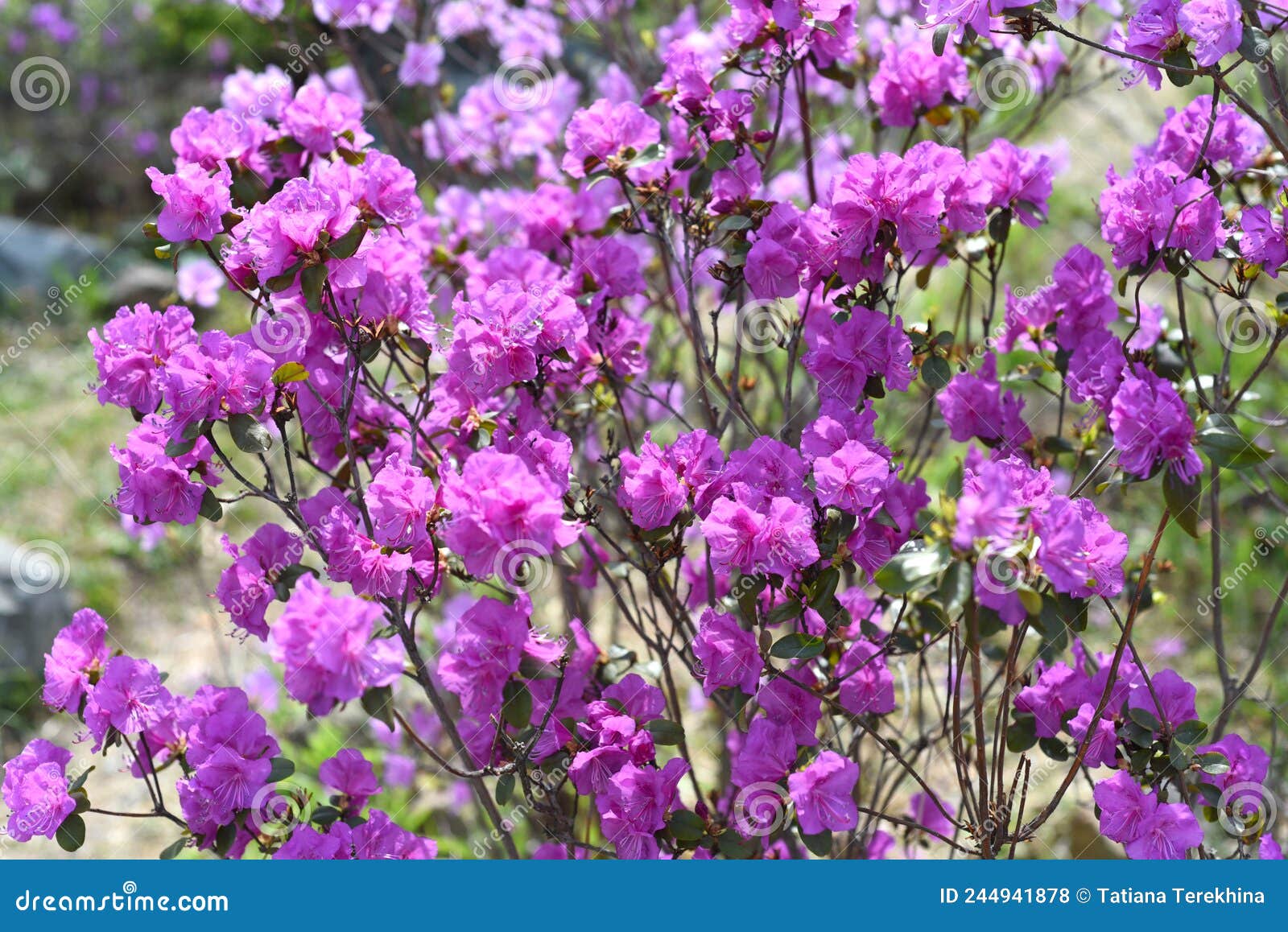 rhododendron mucronulatum growing in far east of russia in spring