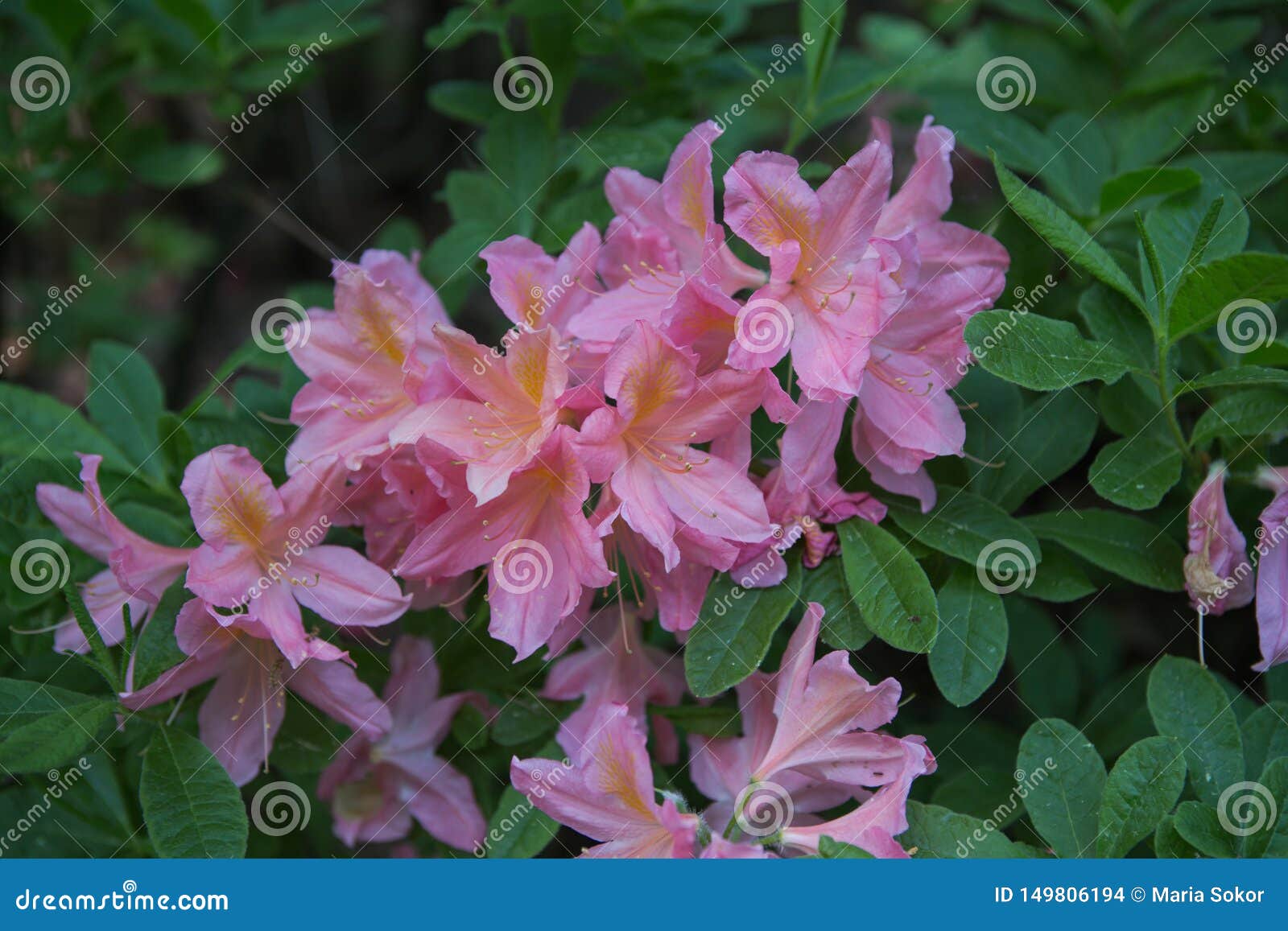 Rhododendron Plants In Bloom With Flowers Of Different Colors Azalea Bushes In The Park With Different Flower Colors Rhododendro Stock Photo Image Of Landscape Hinodegiri 149806194