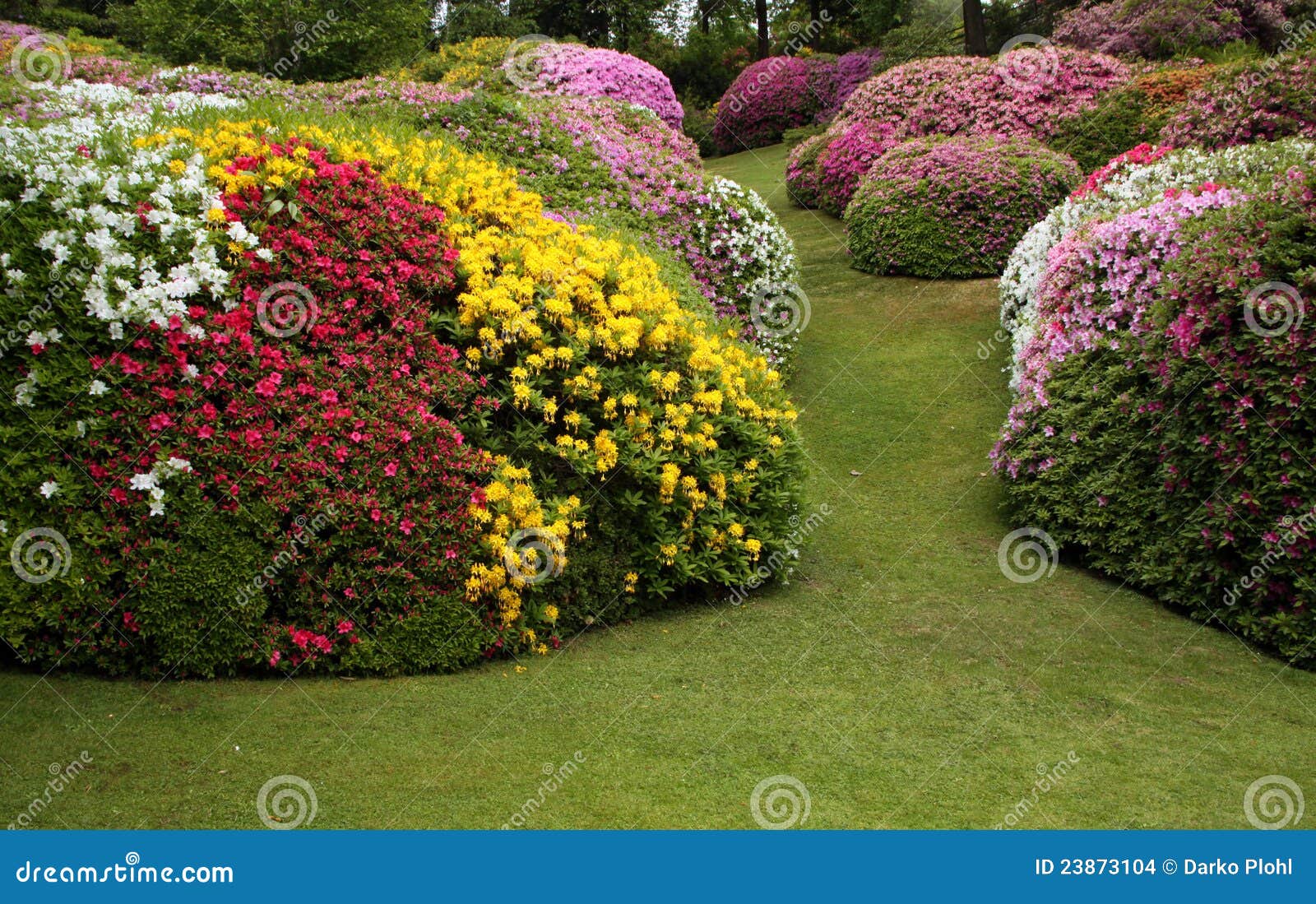 Rhododendron Und Azaleen Mit Rasen Stockfoto Bild von stieg