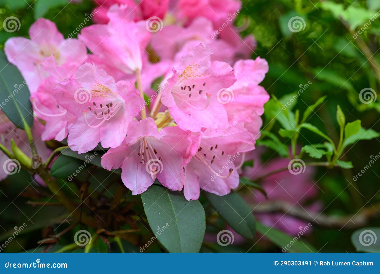 rhododendron yakushimanum emden, pink flowers