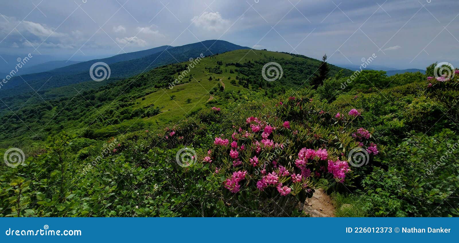 Rhododendrons Blooming in June Atop Roan Mountain Stock Image Image