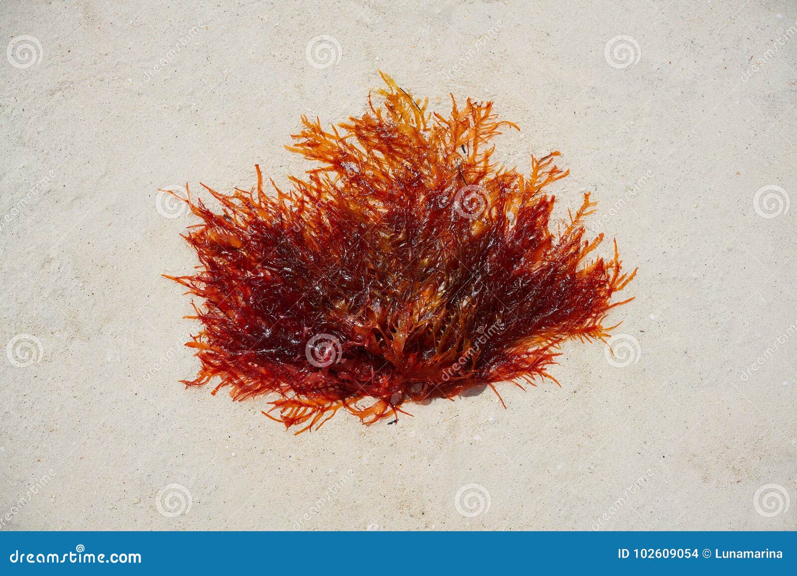 rhodophyta red algae in quintana roo mexico