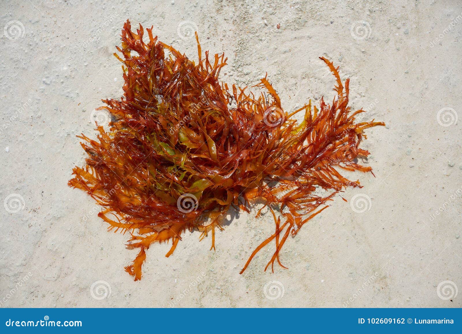 rhodophyta red algae in quintana roo mexico