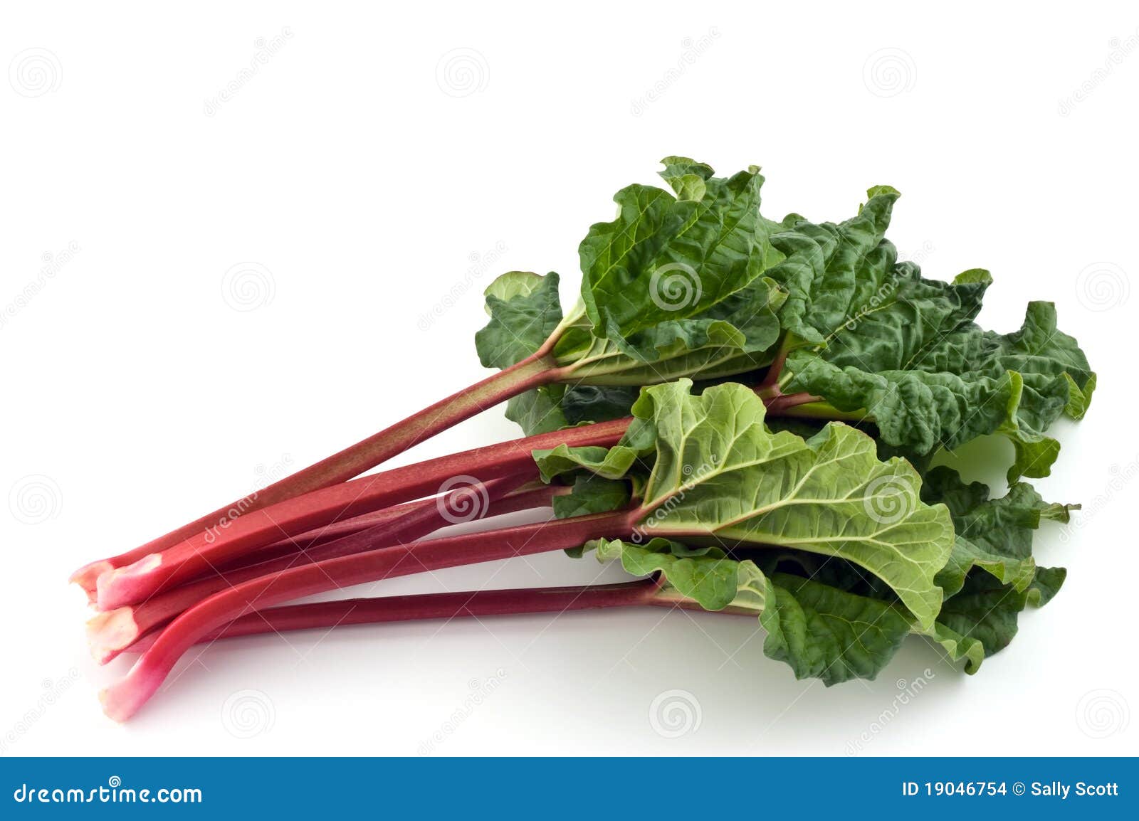 rhubarb bunch 