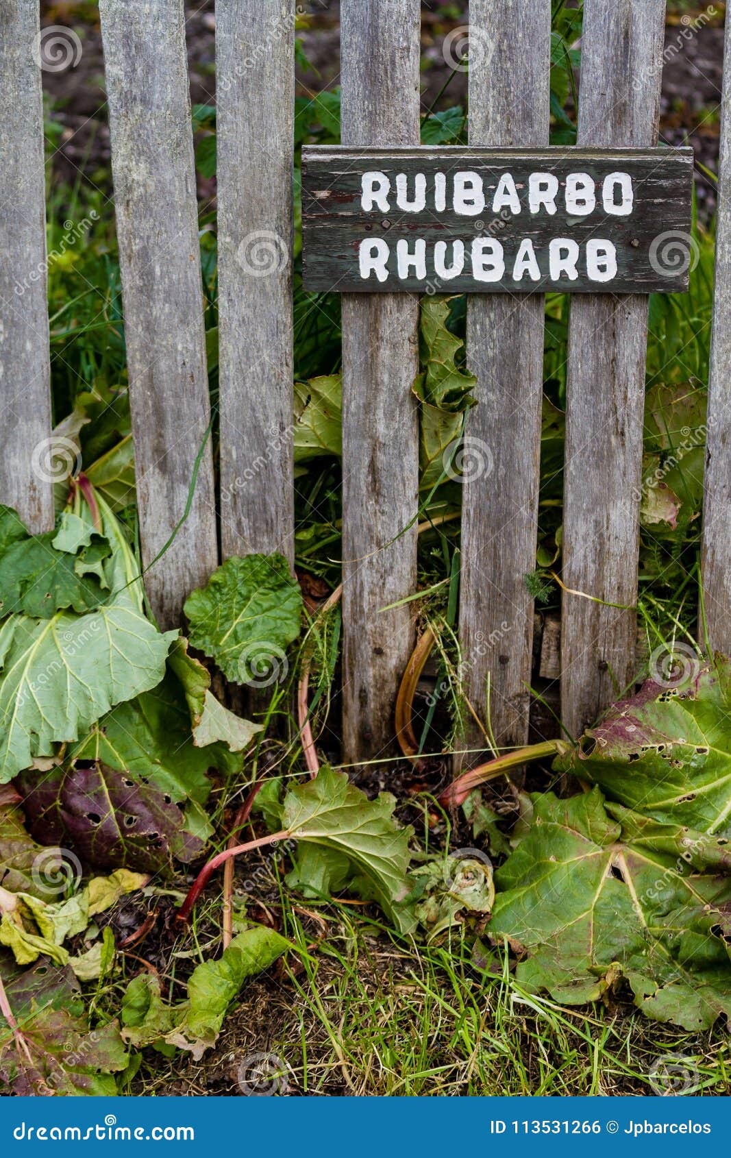 rhubarb growing next to wooden fence, with sign identifying it i