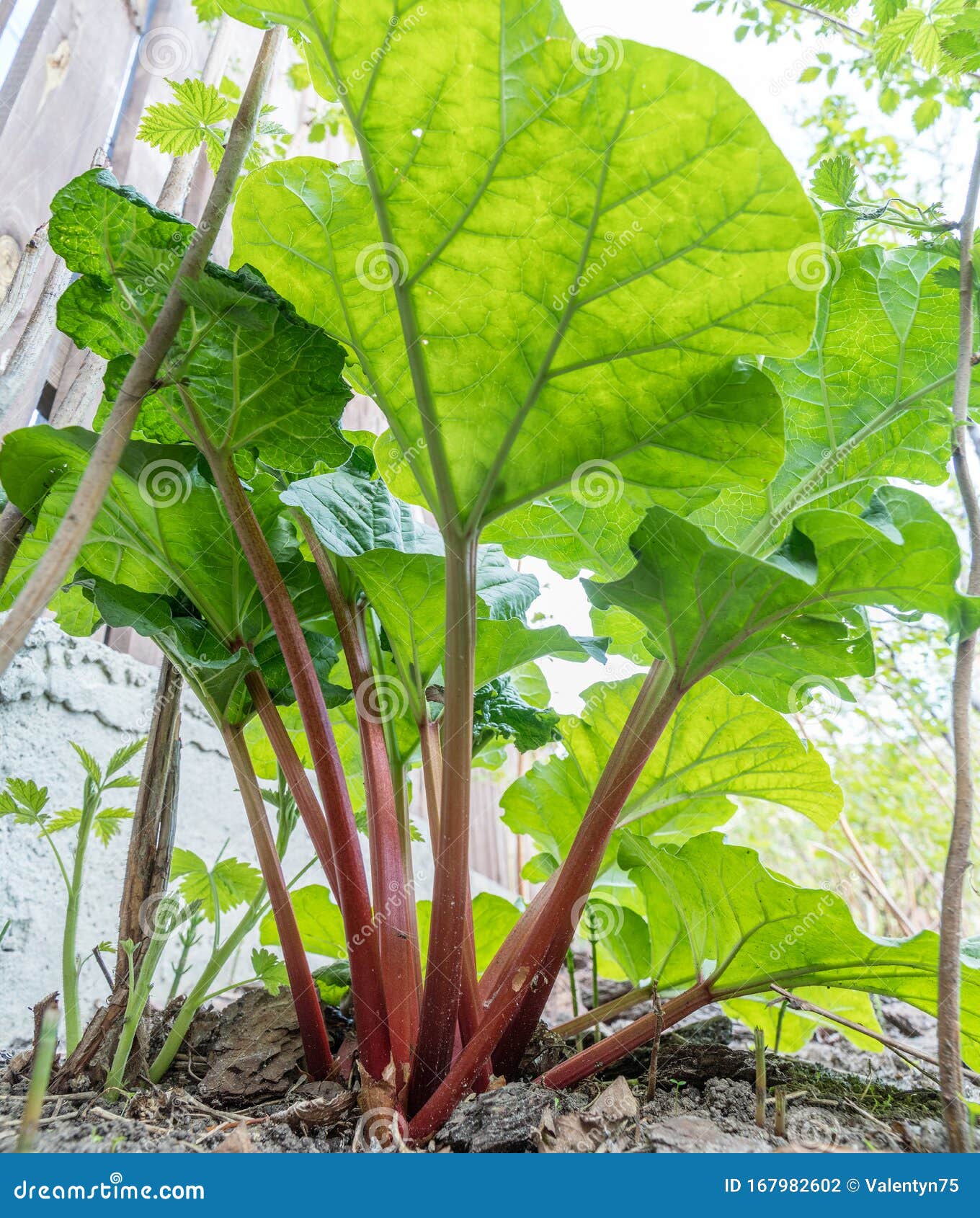 rhubarb plant in the garden. close up