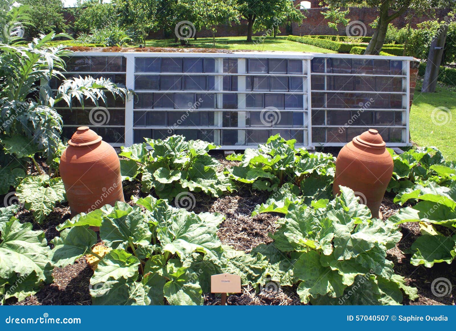 Rhubarb Terracotta Forcing Pots in a Vegetable Garden. Stock Image