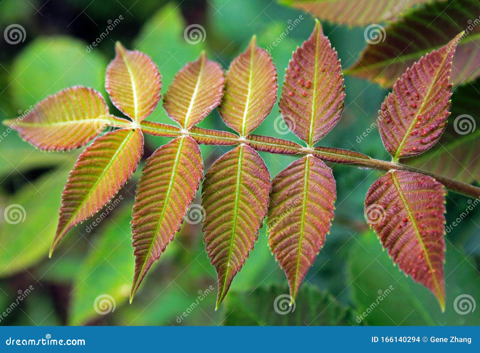 rhus chinensis, nutgall tree