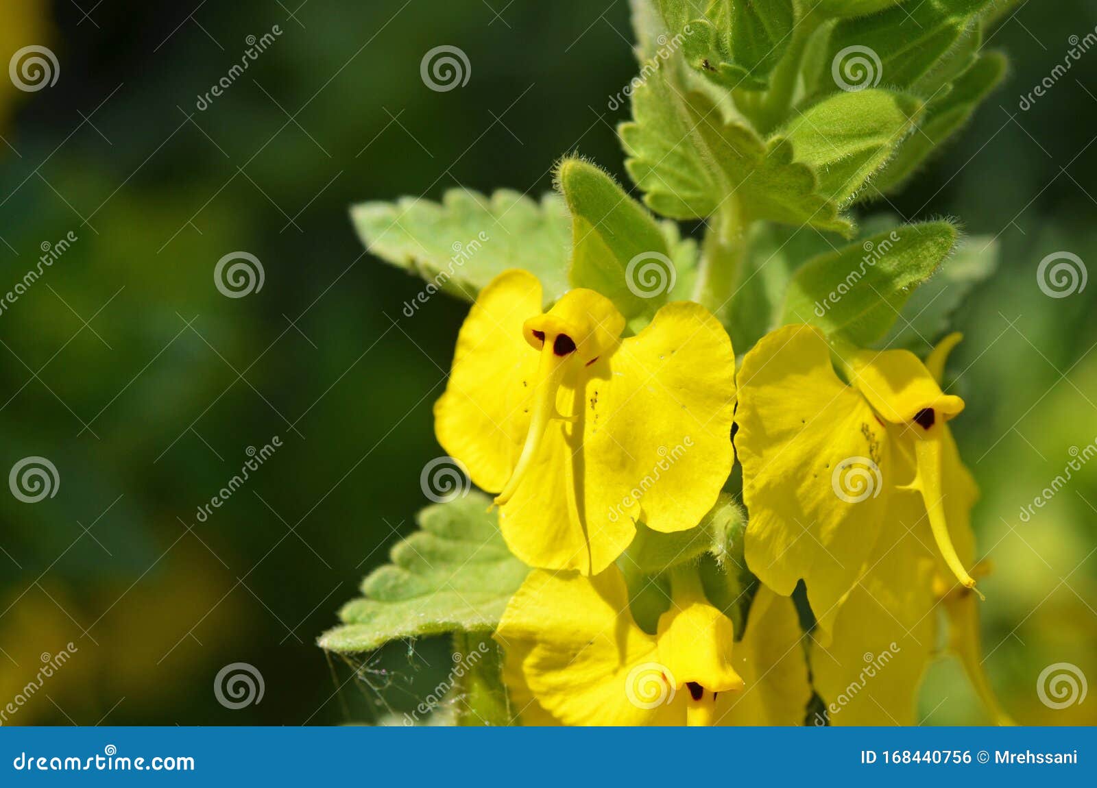 rhynchocorys maxima flower close up , flora iran