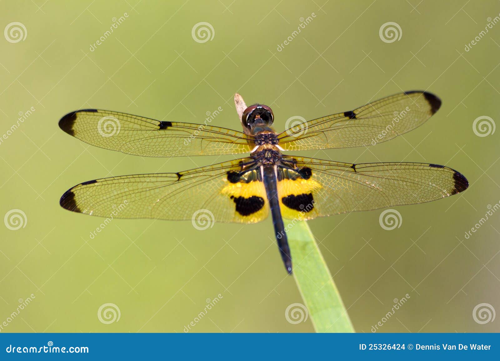 Rhyothemis phyllis stock photo. Image of phyllis, beauty 25326424