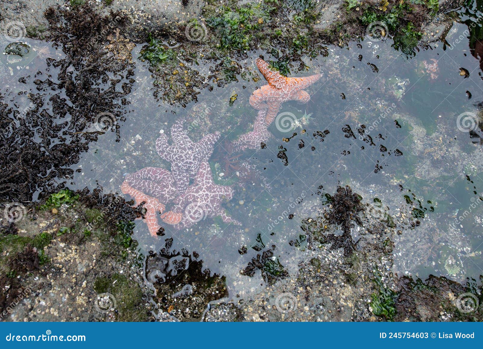 Rialto Beach Tide Pools stock image. Image of olympic 245754603