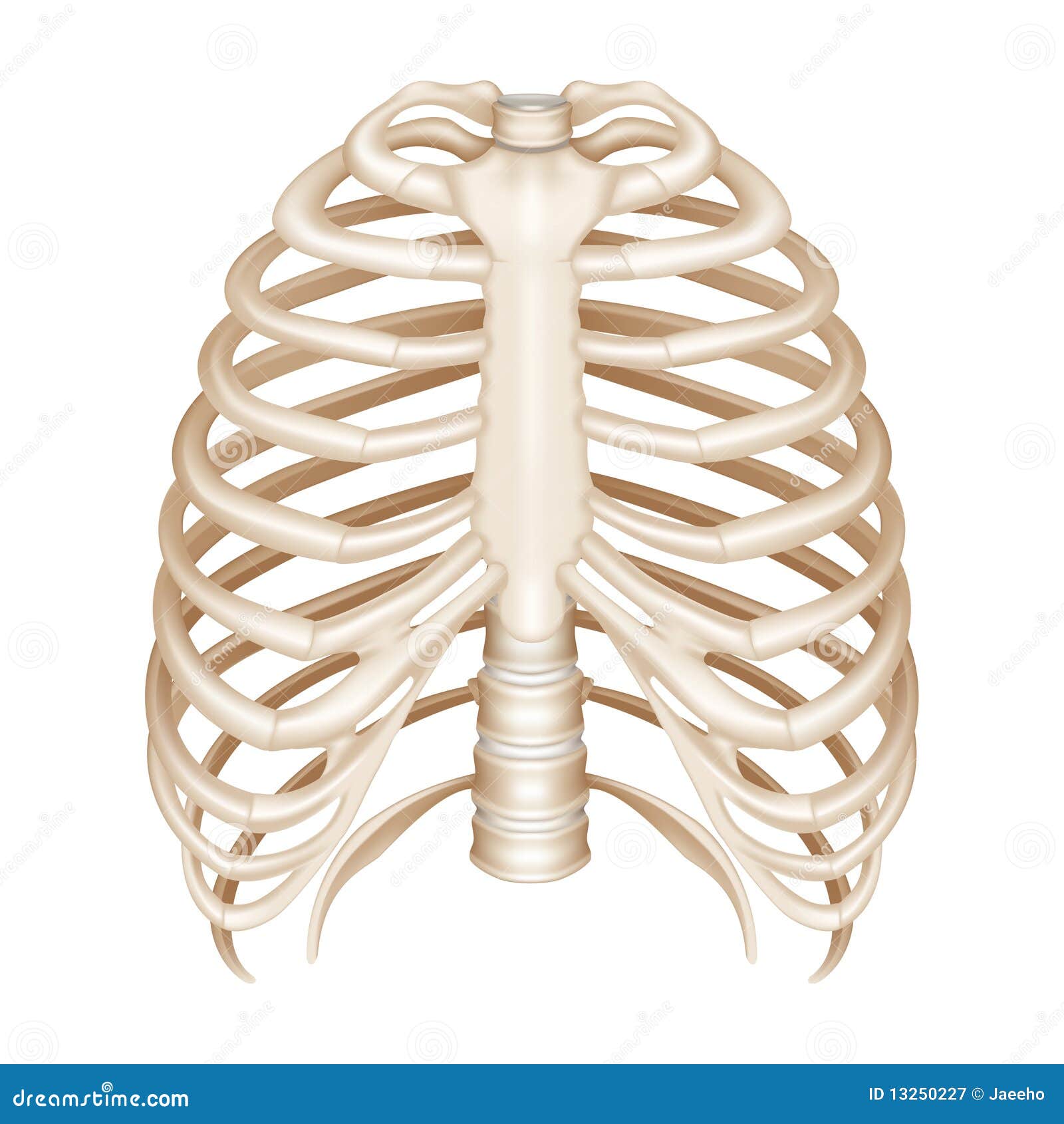 Rib Cage stock vector. Illustration of physiology, mesh - 13250227