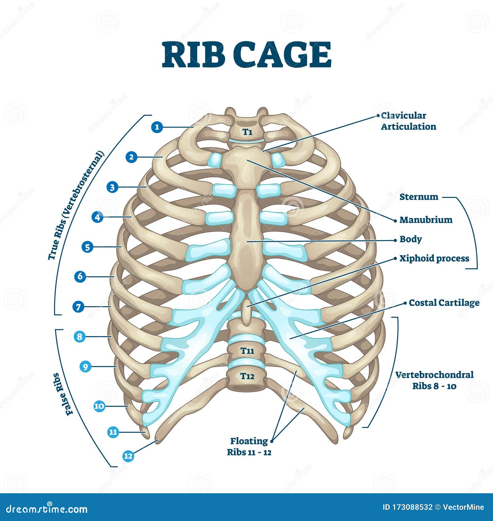 Rib Cage Anatomy  Labeled Vector Illustration Diagram