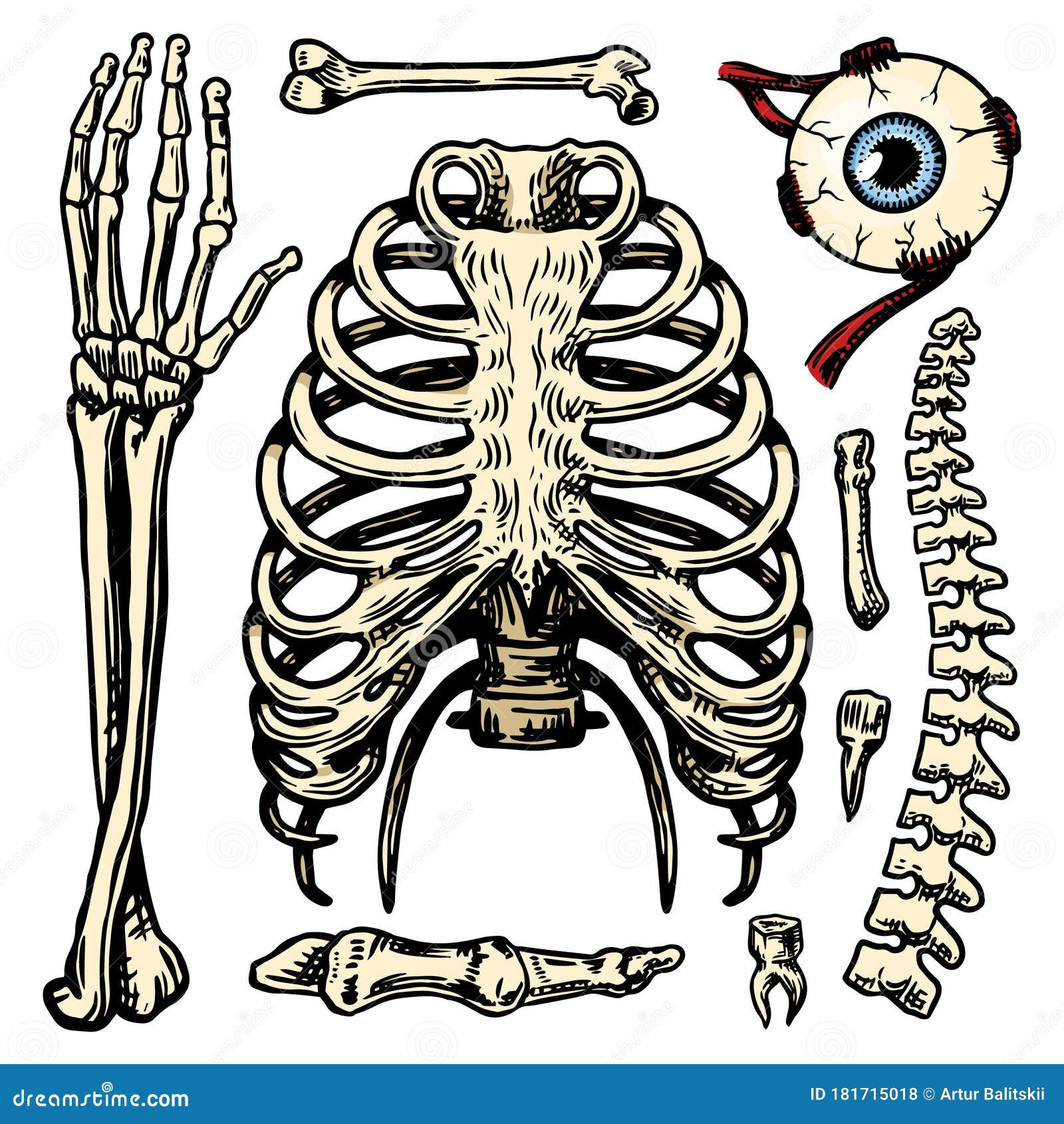 Анатомия скелет грудная клетка и таз. Скелет человека рёбра и таз. Позвоночник и грудная клетка. Набор костей человека.