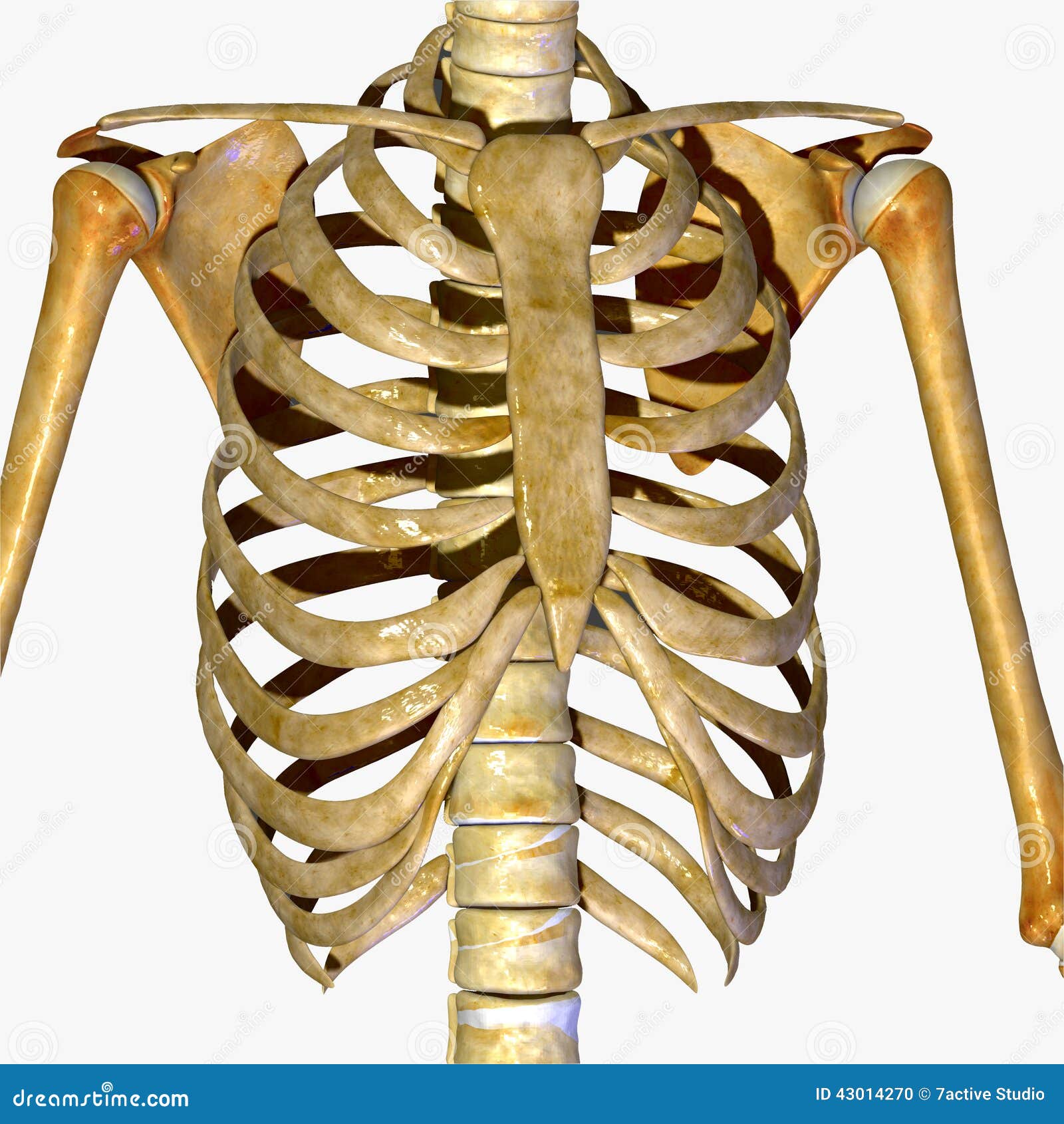 Rib Cage Stock Illustration  Illustration Of Male  Medical