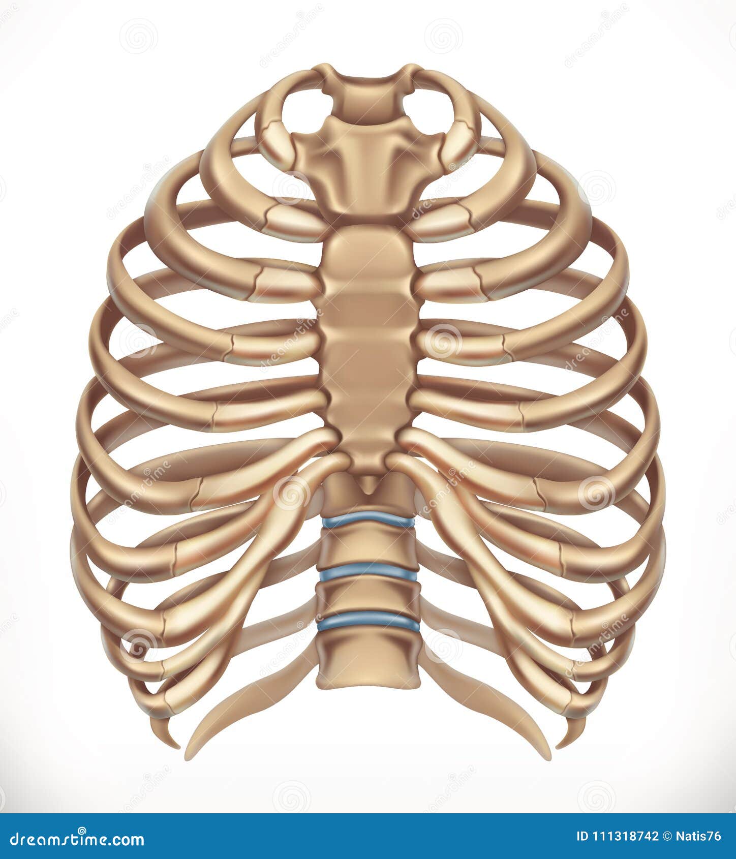 Rib Cage  Human Skeleton  Medicine  3d Vector Stock Vector