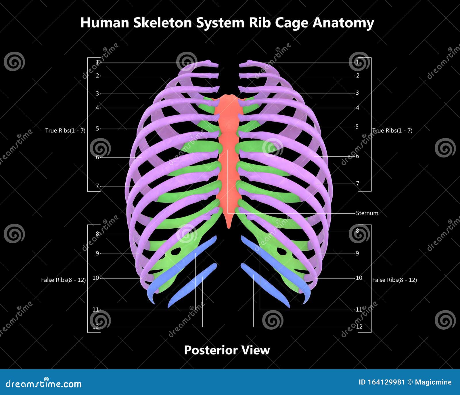 Rib Cage Of Human Skeleton System Anatomy With Detailed Labels Posterior View Stock Illustration ...