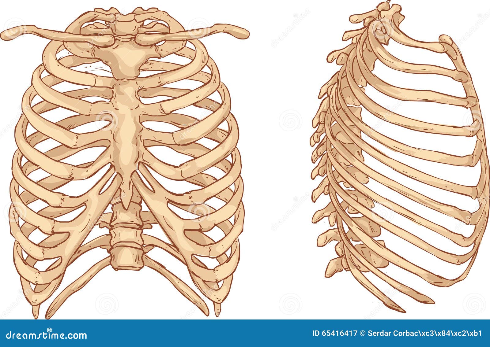 Rib Cage Illustration Stock Vector Biology Diagrams