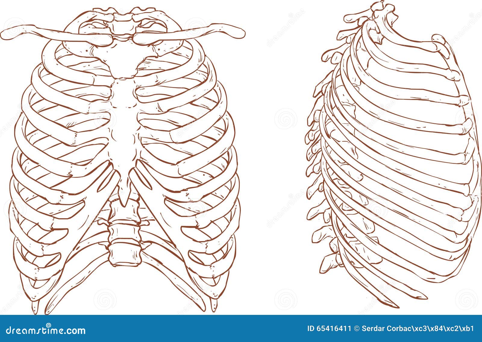 Rib Cage Illustration Cartoon Vector 65416411