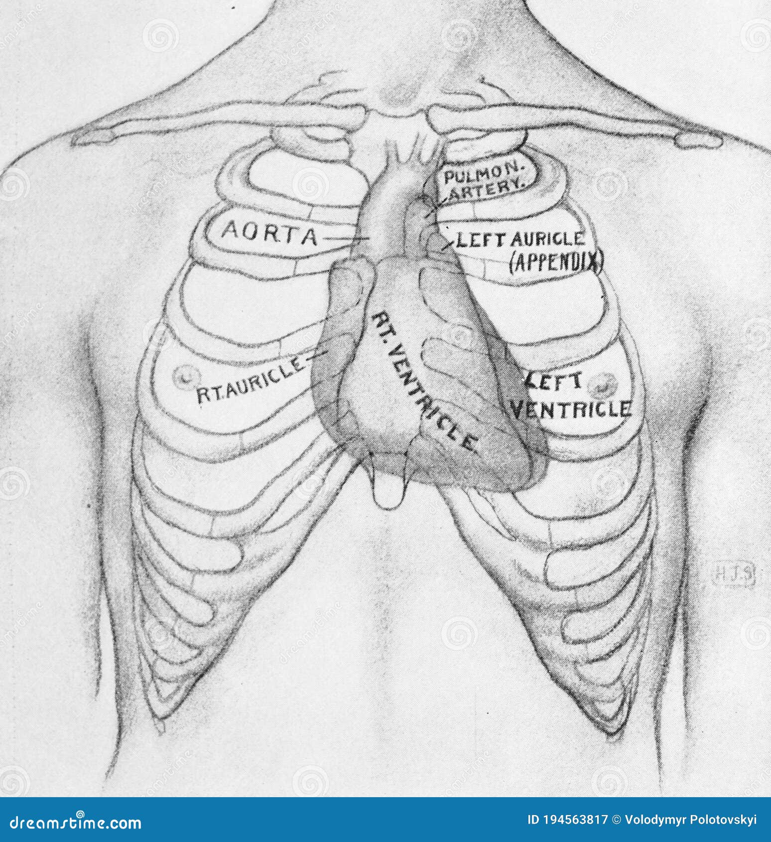 Surface Anatomy Of Ribs Surface Anatomy Of Heart Anatomy Drawing ...