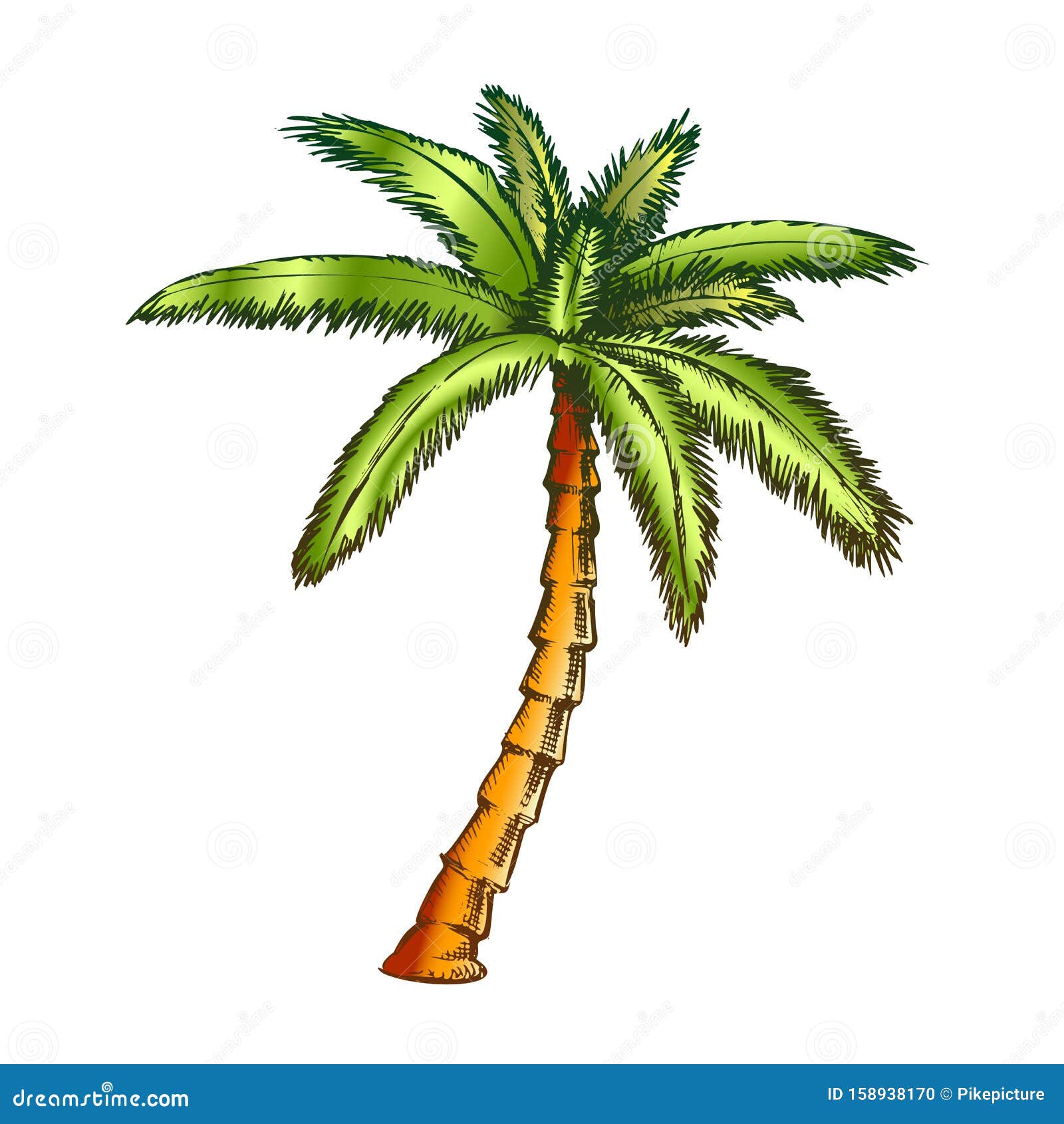 Ribbon Fan Palm Tropical Tree Color Vector Stock Vector - Illustration ...