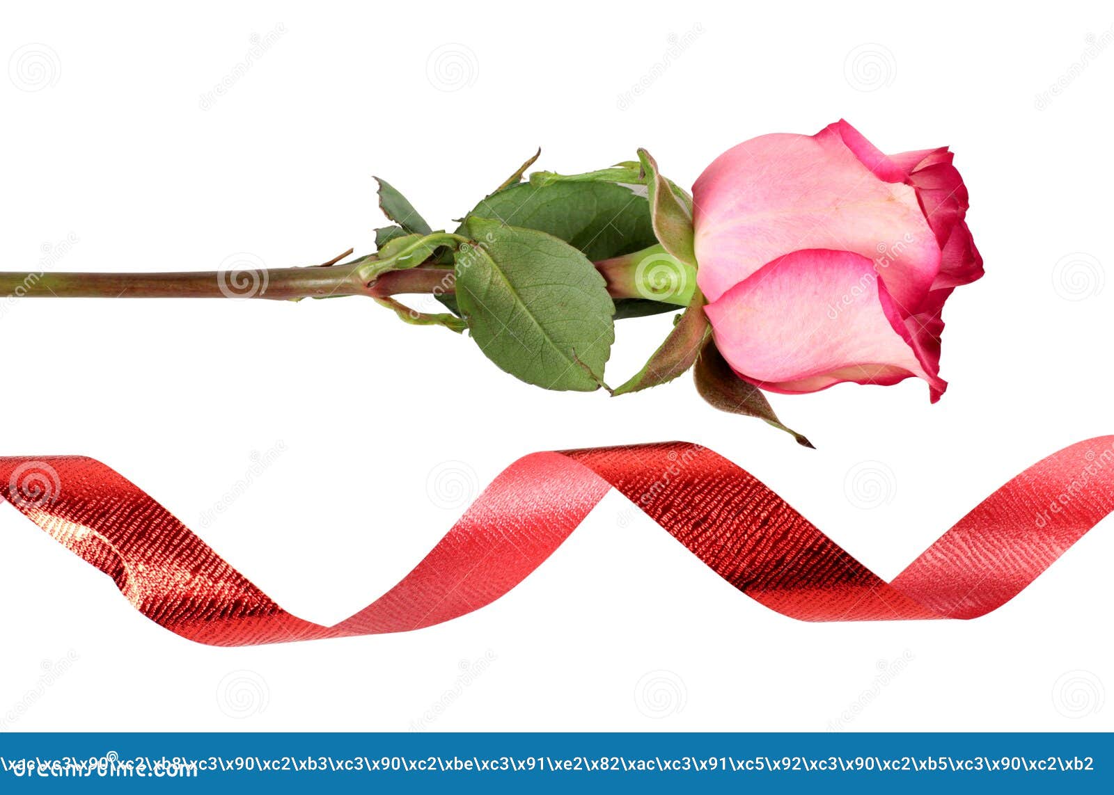 Ribbon and roses stock image. Image of love, flower, design 29457477