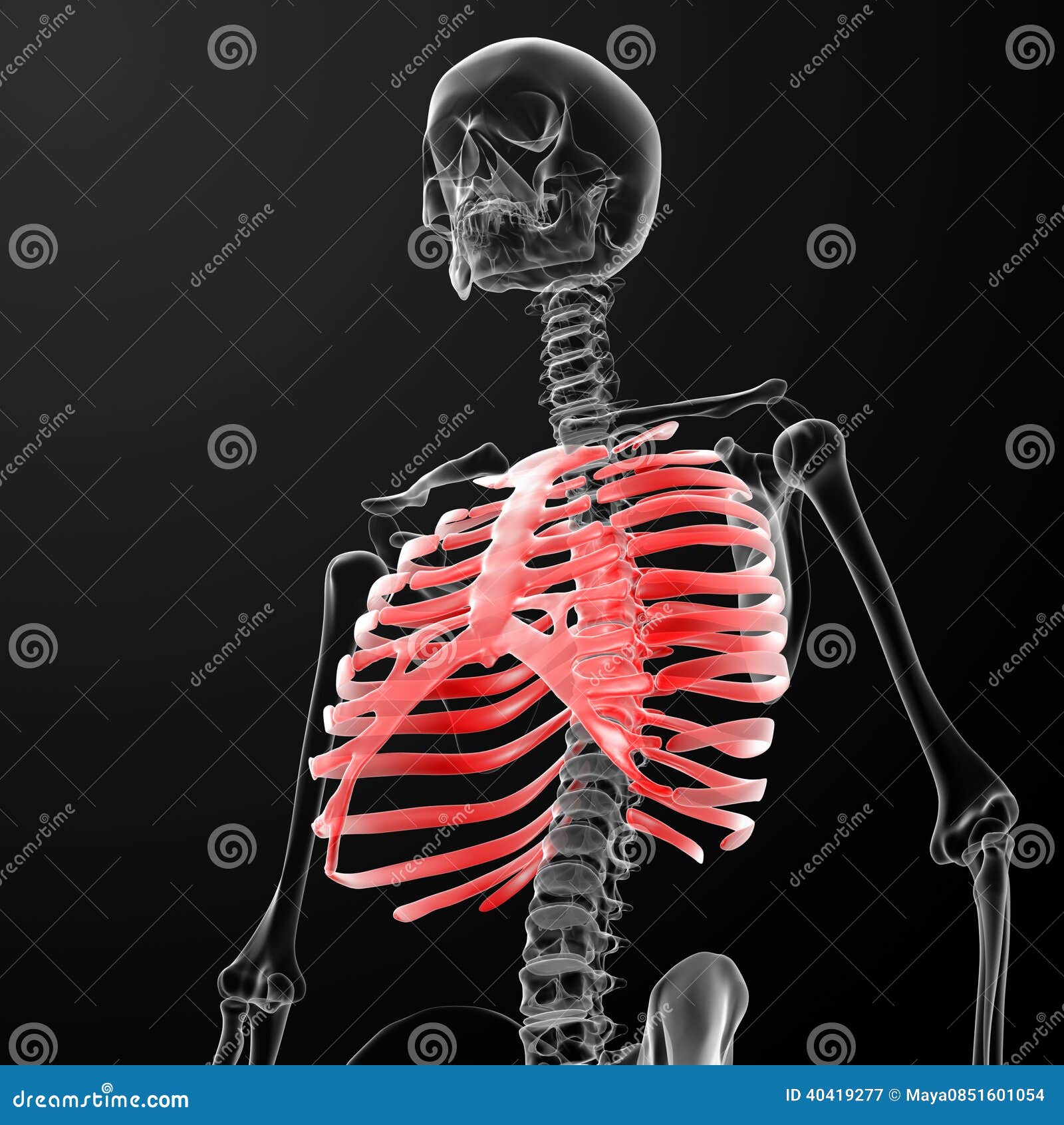 Ribcage stock illustration. Illustration of blue, human Biology Diagrams