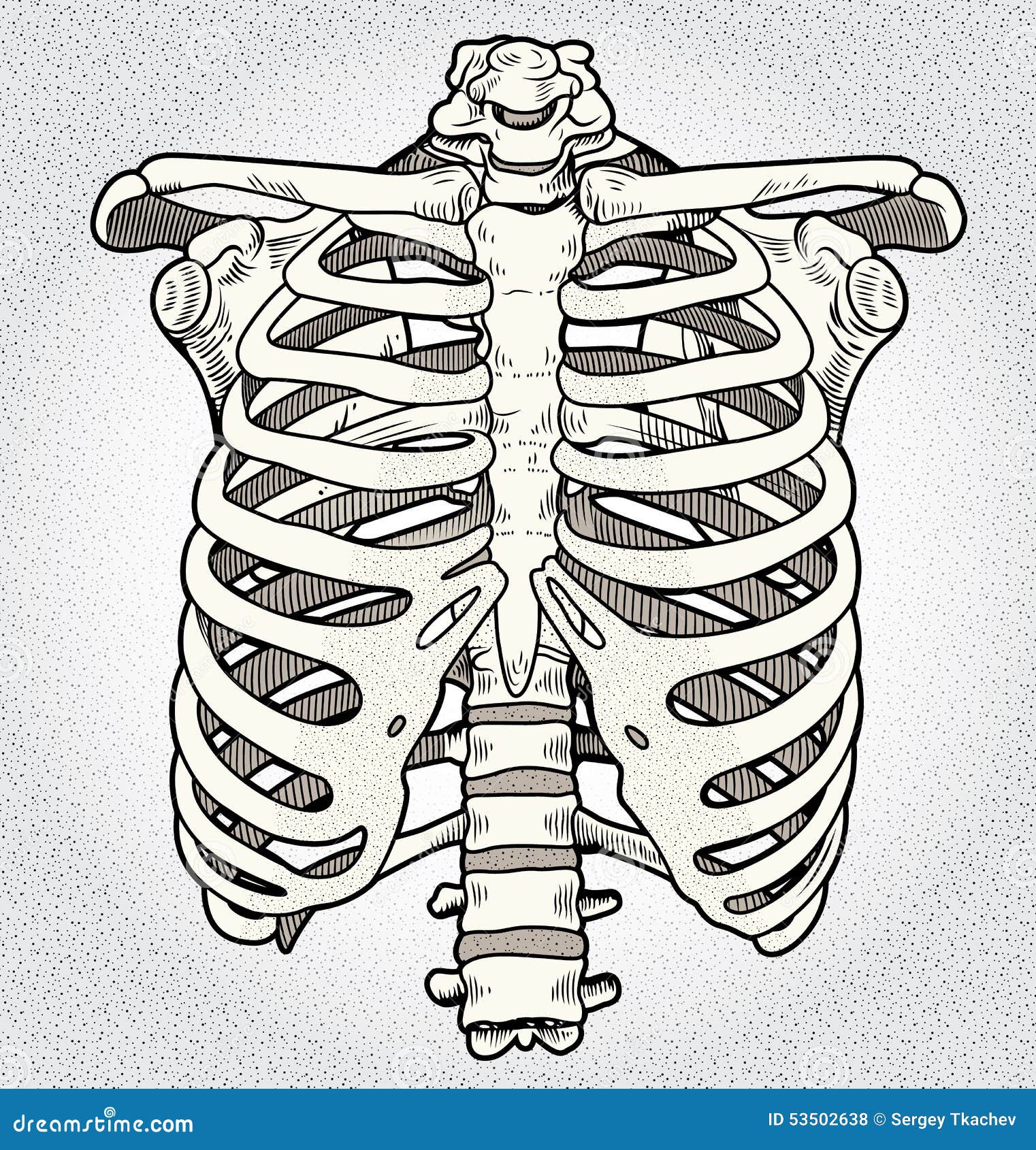 Ribcage stock illustration. Illustration of anatomy ...