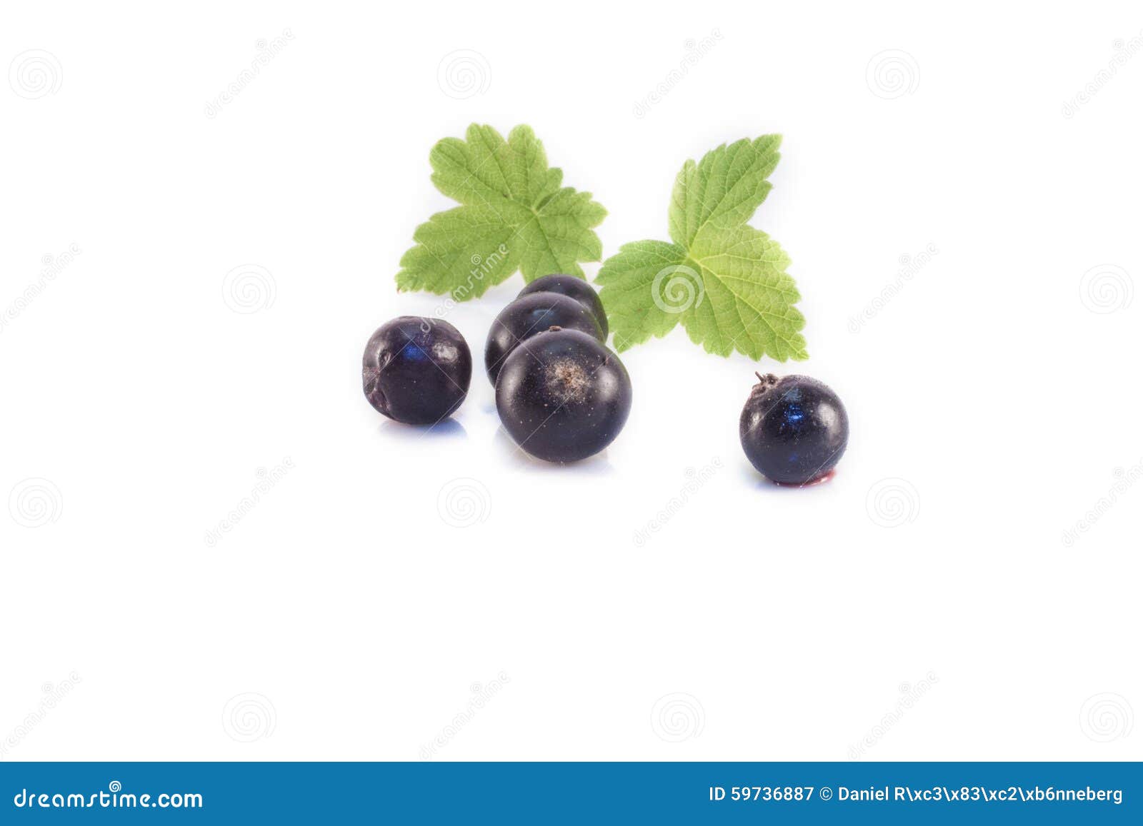 Ribes nigrum isolated stock image. Image of nigrum, dark 59736887
